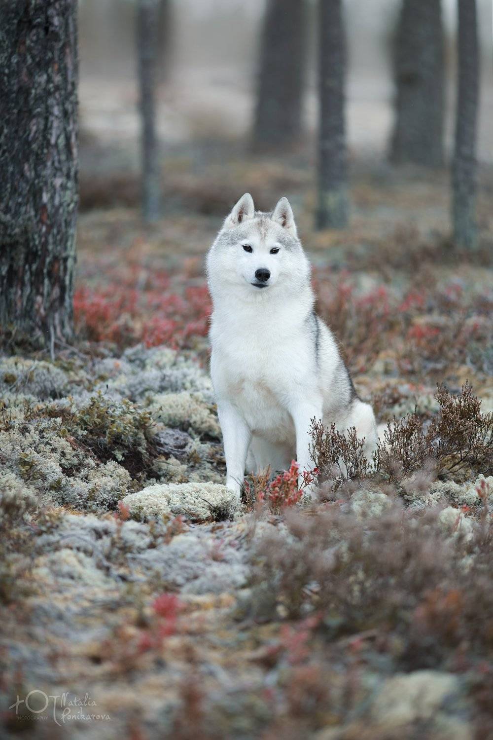 , Наталия Поникарова
