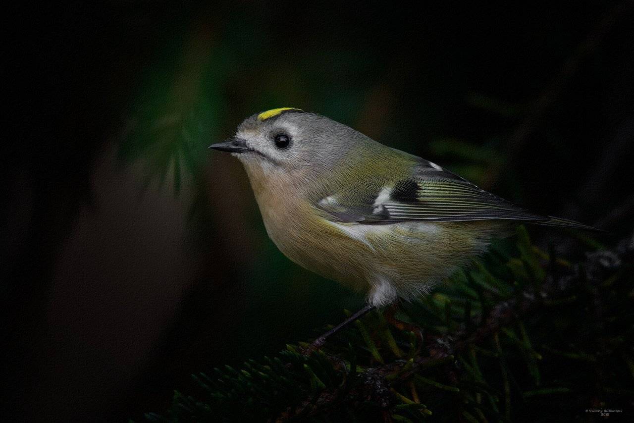 , Валерий Субачев