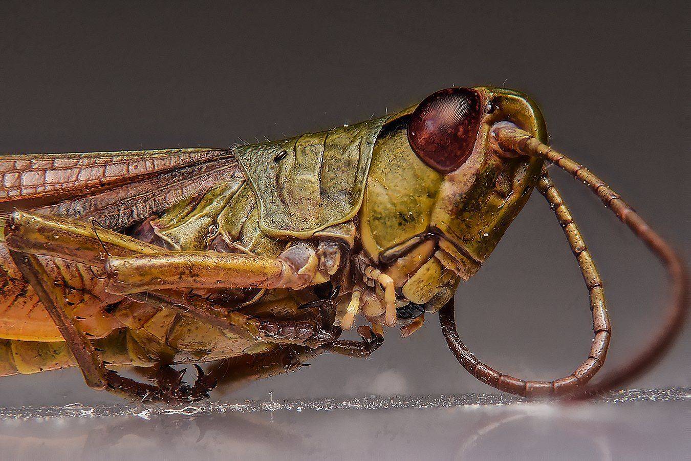 макро,насекомые,кузнечик, Сергей Духанин