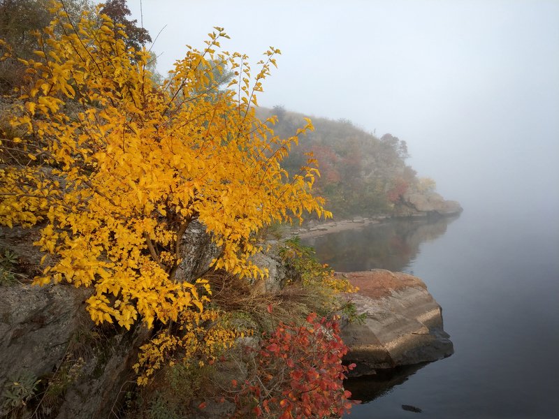 туман,река,пейзаж,желтый,цвет,дерево,вода,осень,камни,берег,утро,рассвет,релакс Октябрь...туманы... фото превью