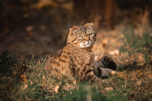 Просто кот...в лучах осеннего солнца...)
