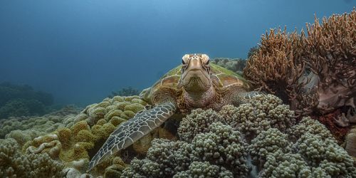 Резидент острова Апо