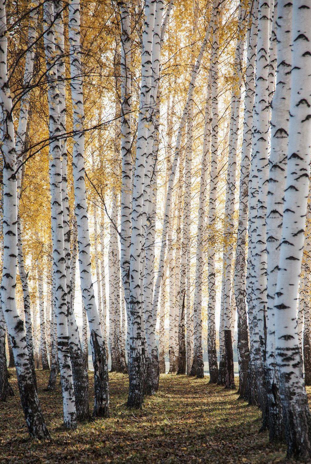 пейзаж,осень,березы,лимтва, Тамара Андреева