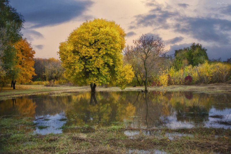 осень,вечер,парк Осеннее половодье ... фото превью