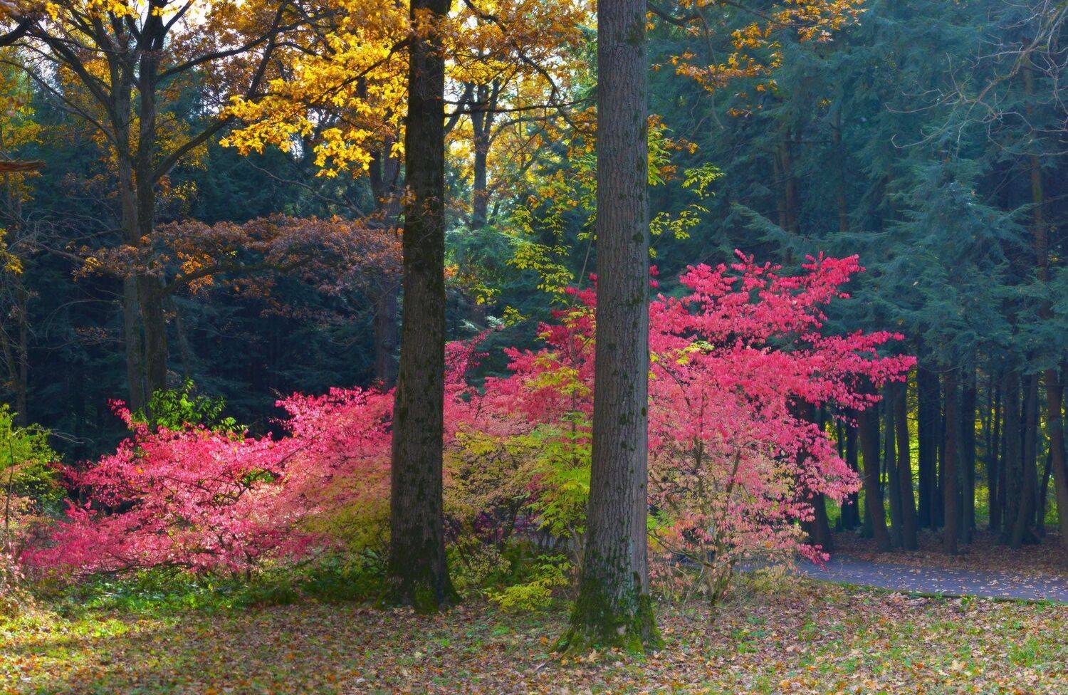 осень, ботанический сад, Сергей Седов