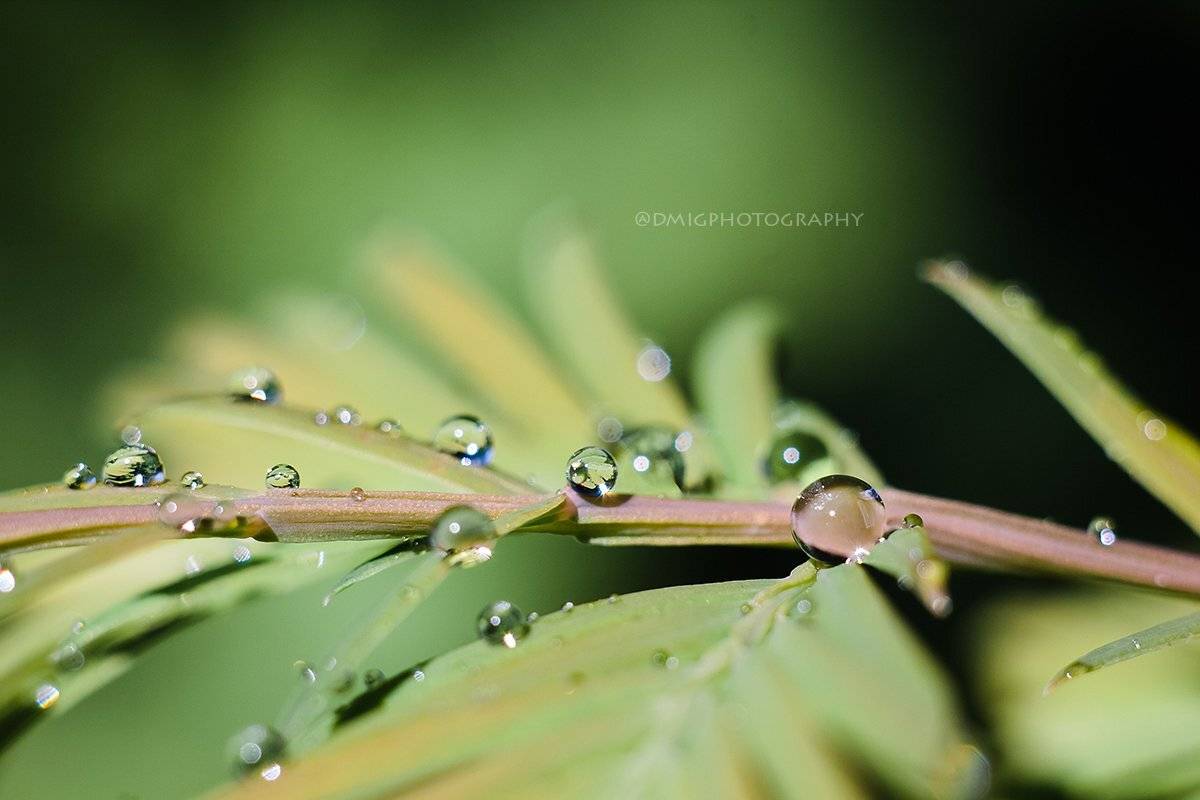 макро, капли, природа, макромир, макросъёмка, гелиос44_2, осень, солнце, растение, ветка, , Дмитрий Гусалов