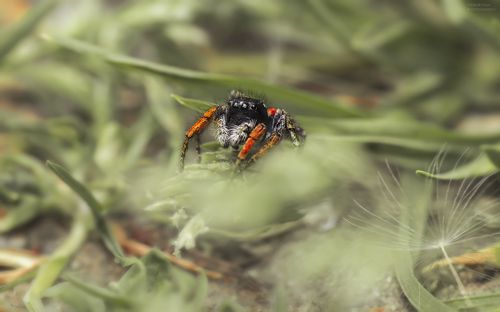 Подборка с паучками 
