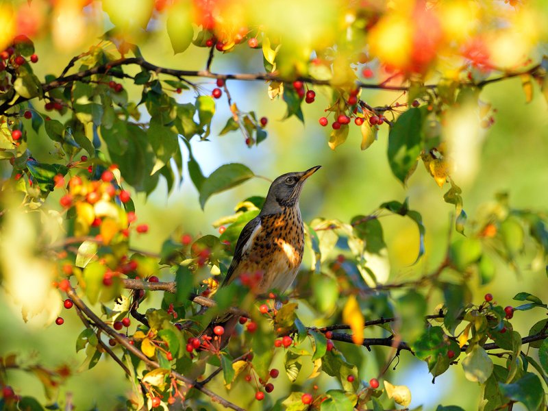 природа, фотоохота,  птицы, животные, осень Птицы нашего сада 3 фото превью