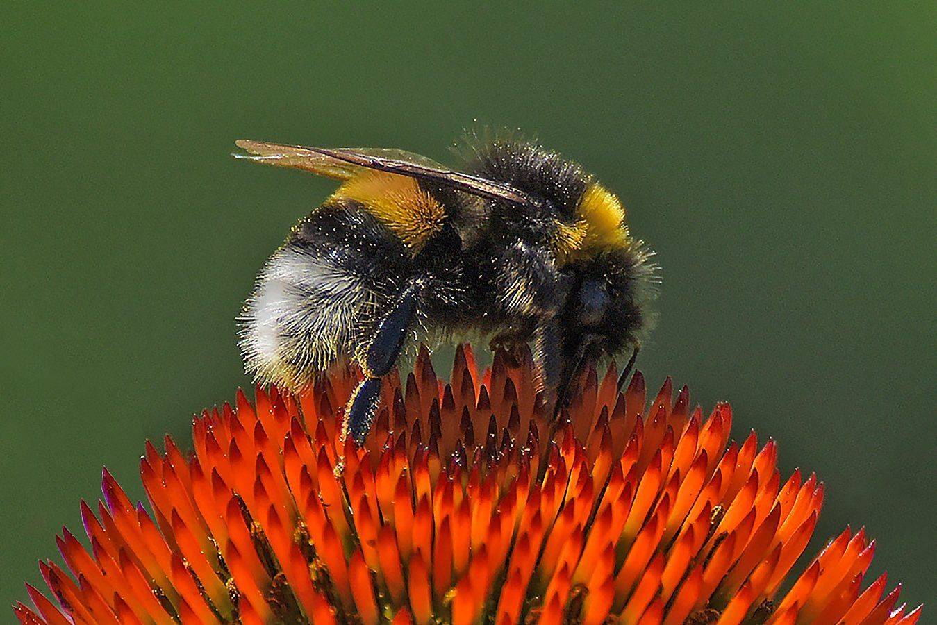макро,насекомые,растения,шмель, Сергей Духанин