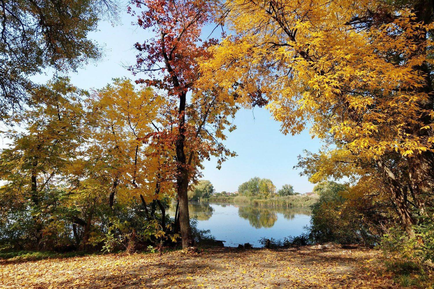 осень,дерево,листья,желтый,пейзаж,цвет,октябрь,природа, Сергей Богачёв