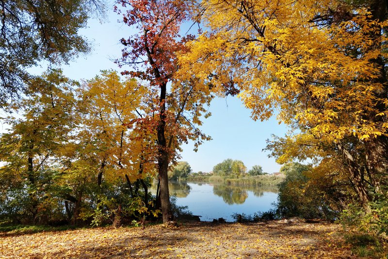 осень,дерево,листья,желтый,пейзаж,цвет,октябрь,природа *** фото превью