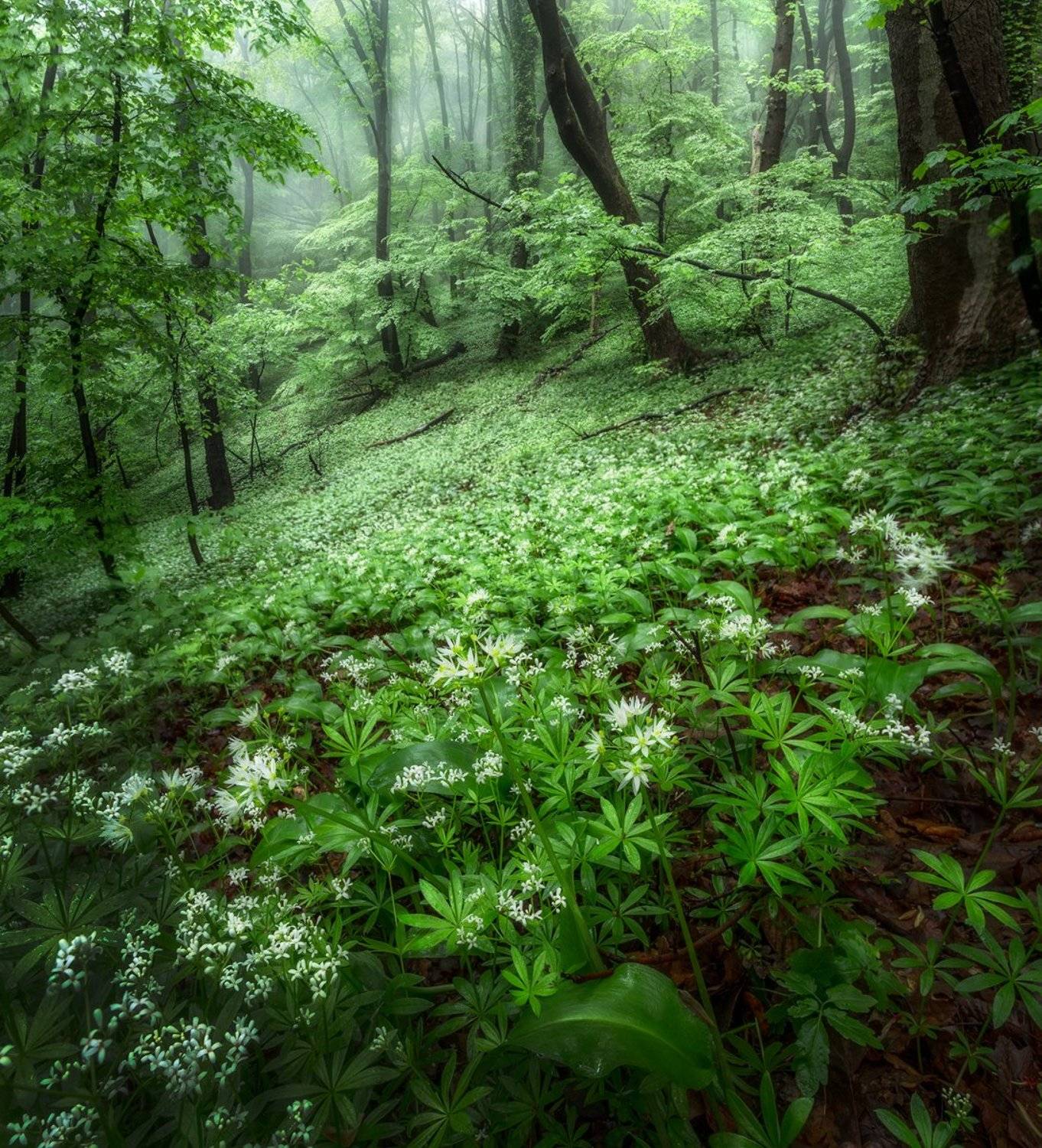 landscape nature scenery forest wood trees mist misty fog foggy mountain vitosha bulgaria туман лес, Александър Александров
