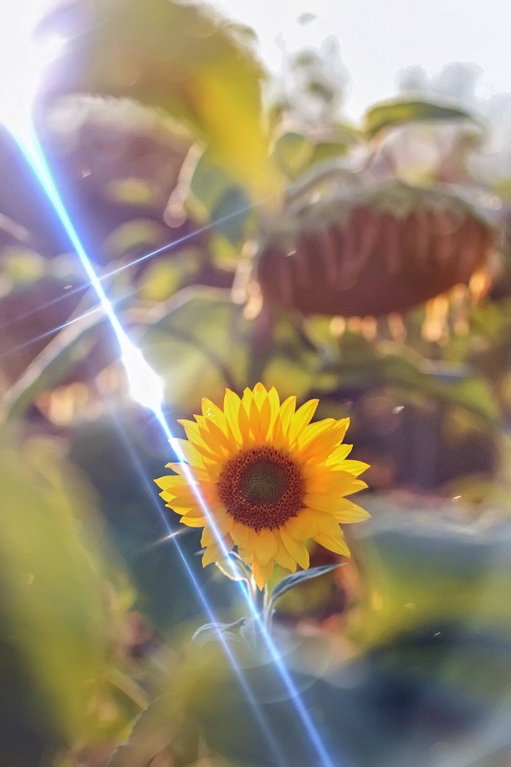 трава,свет,лес,деревья,облака,ветки,цветы,поле,небо, Юрий Котов