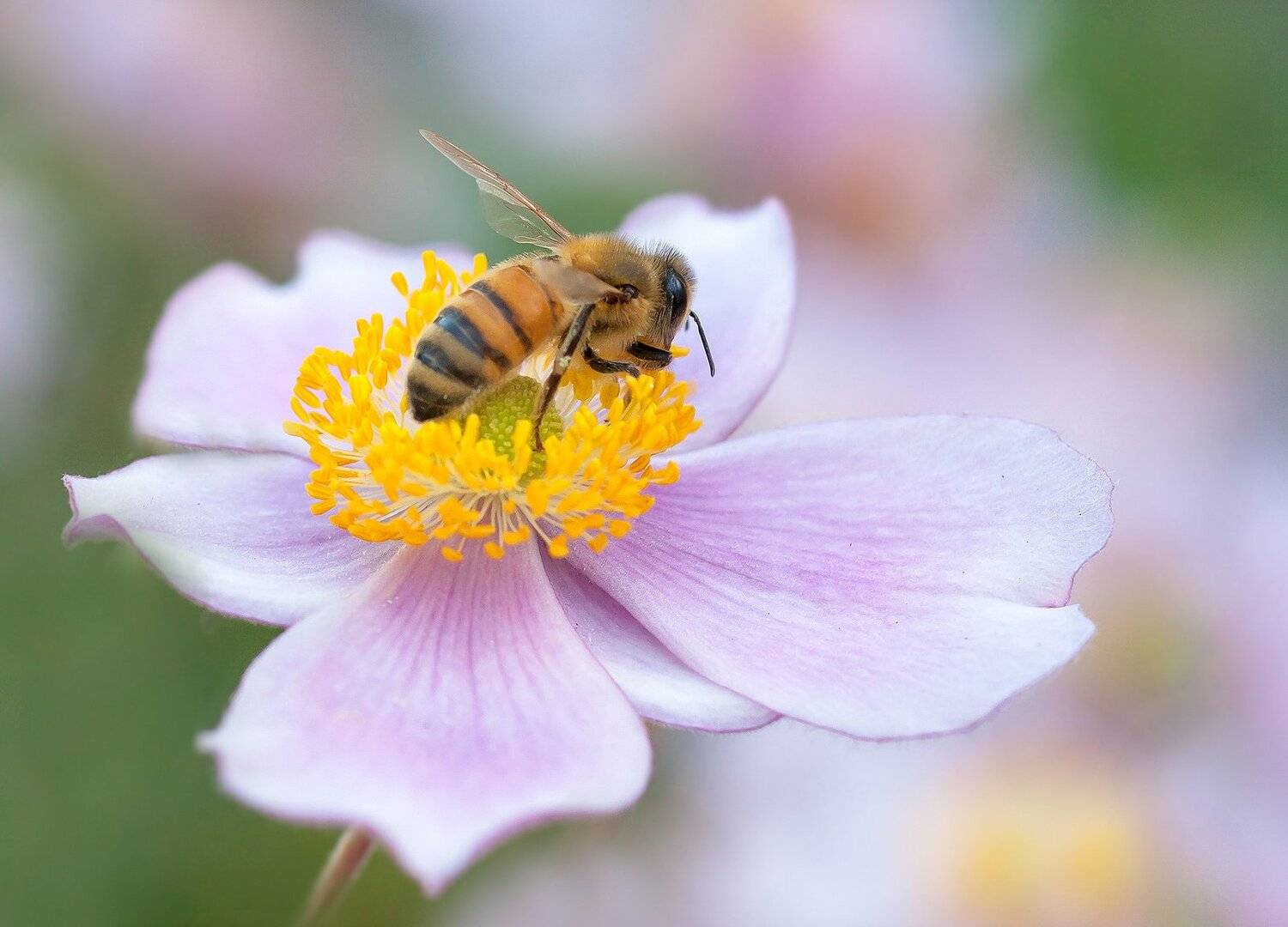 макро,цветы,анемоны,лепестки,лето,свет,желтый,розовый,тычинки,природа,растения,пчела,, Антонина Яновска