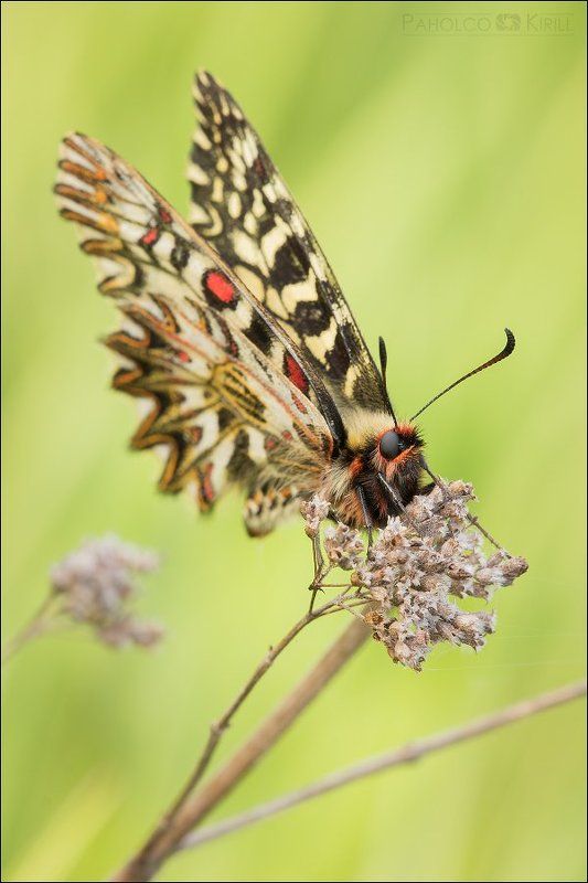 *** фото превью
