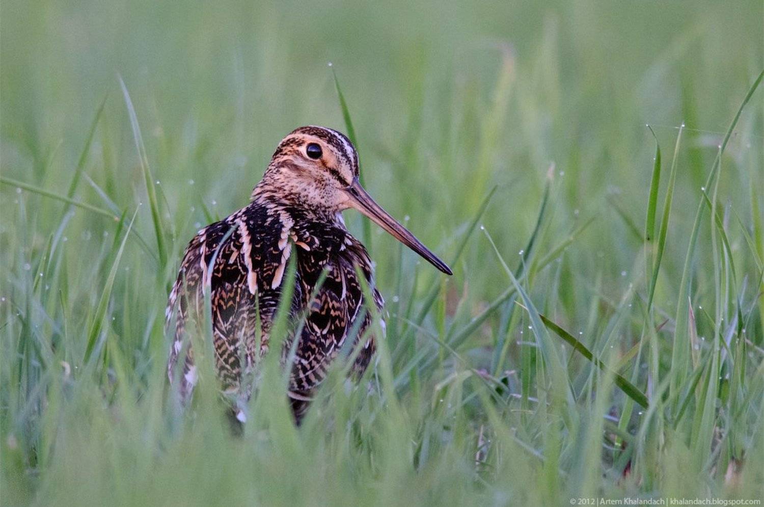 дупель, припять, полесье, Артем Халандач