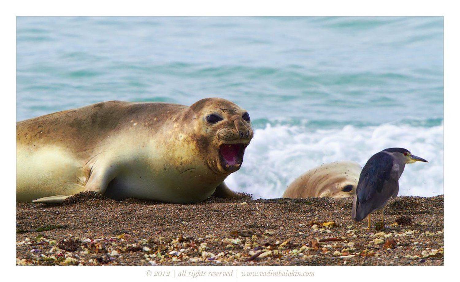 южный морской слон, кваква, вальдес, аргентина, Vadim Balakin