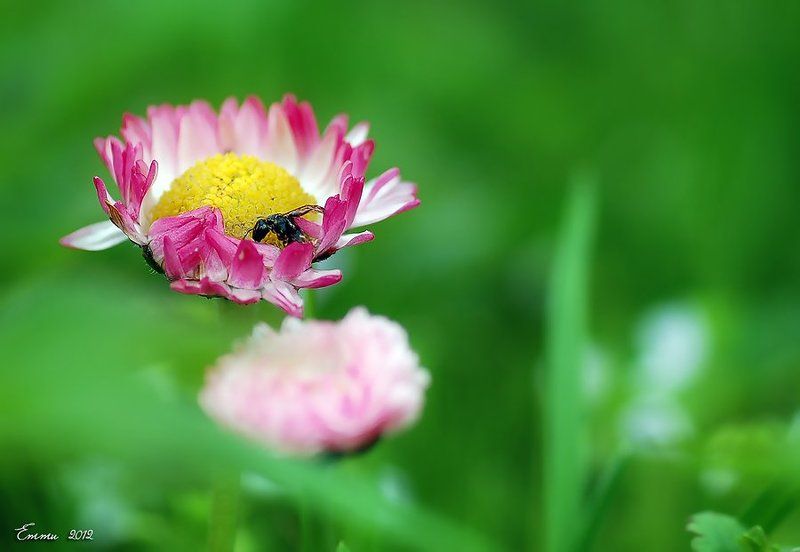 маргаритка, цветы, природа, весна, макро Маргаритка фото превью