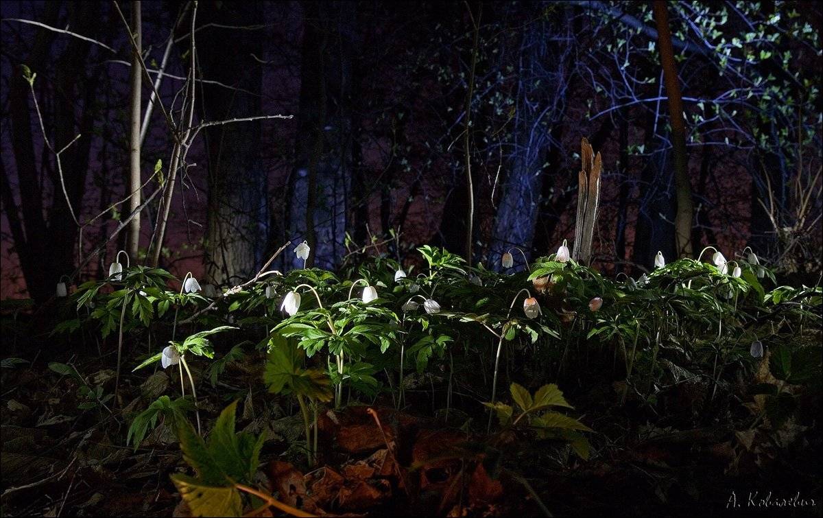 ветреница, Ковалевич А.