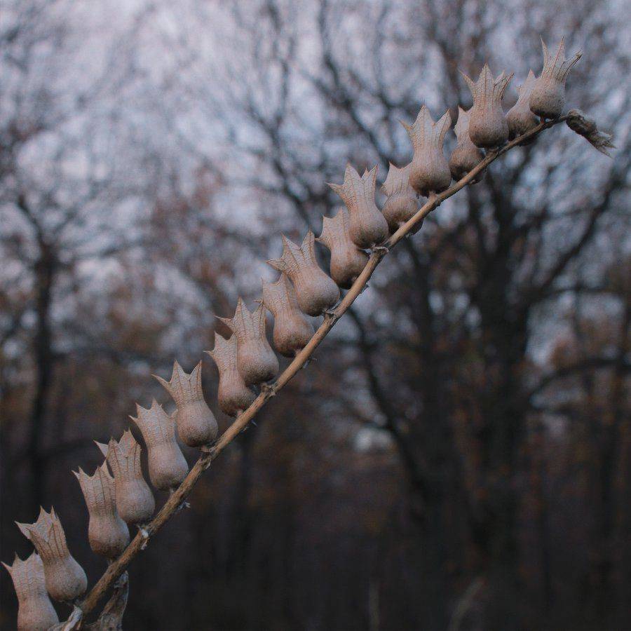 , Максим Филипов