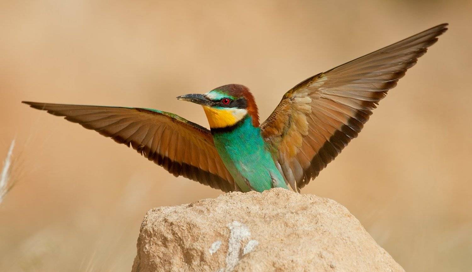 золотистая, щурка, Alena