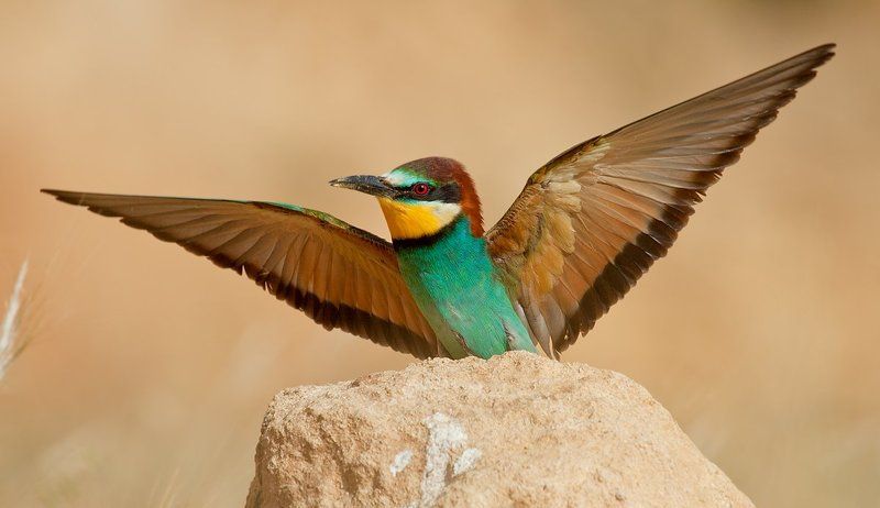 золотистая, щурка обнять весь мир фото превью