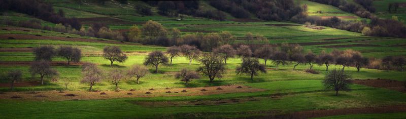 Яблоневый сад фото превью