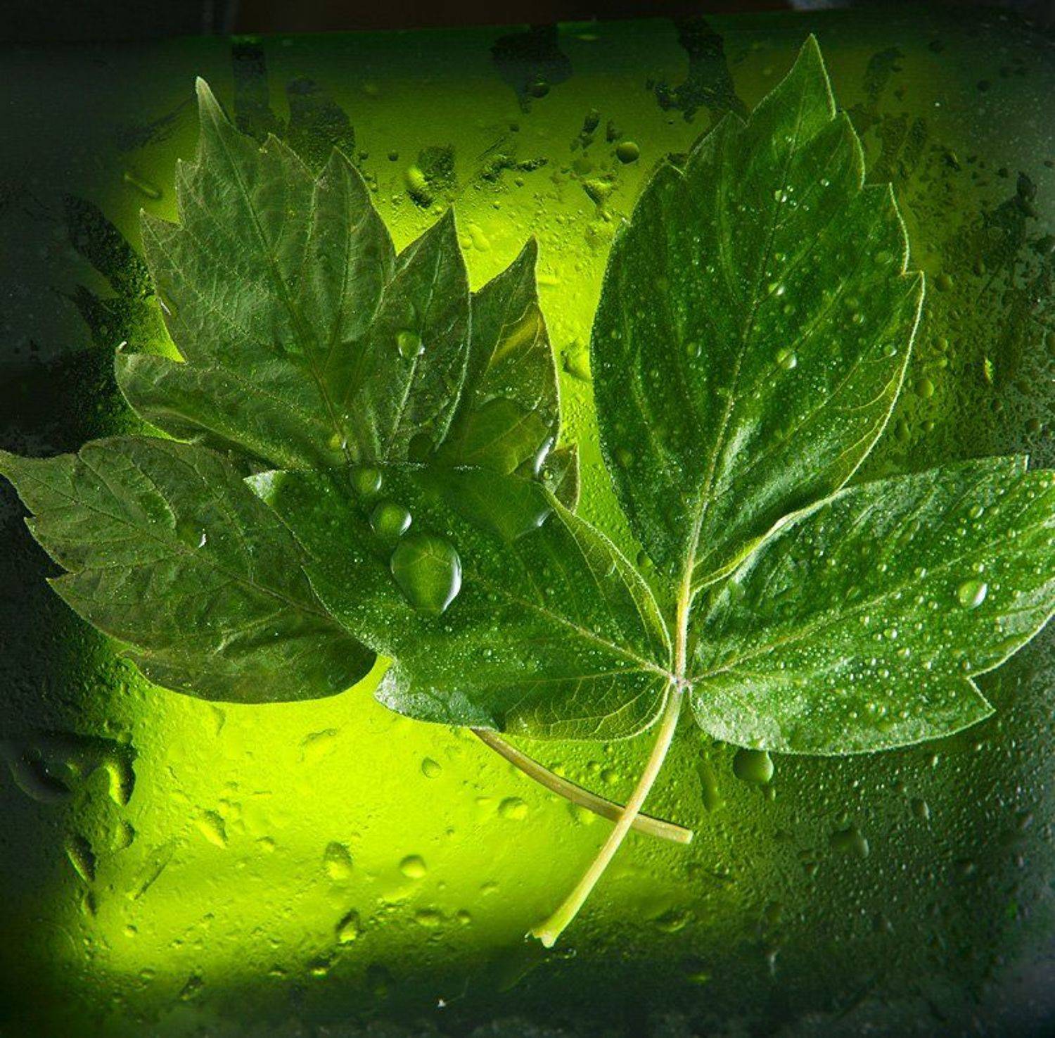 зеленный, Smirnova Irina (Smie)