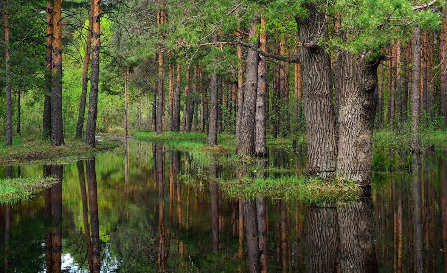 , Дима Лялин