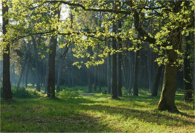 в весеннем бору фото превью