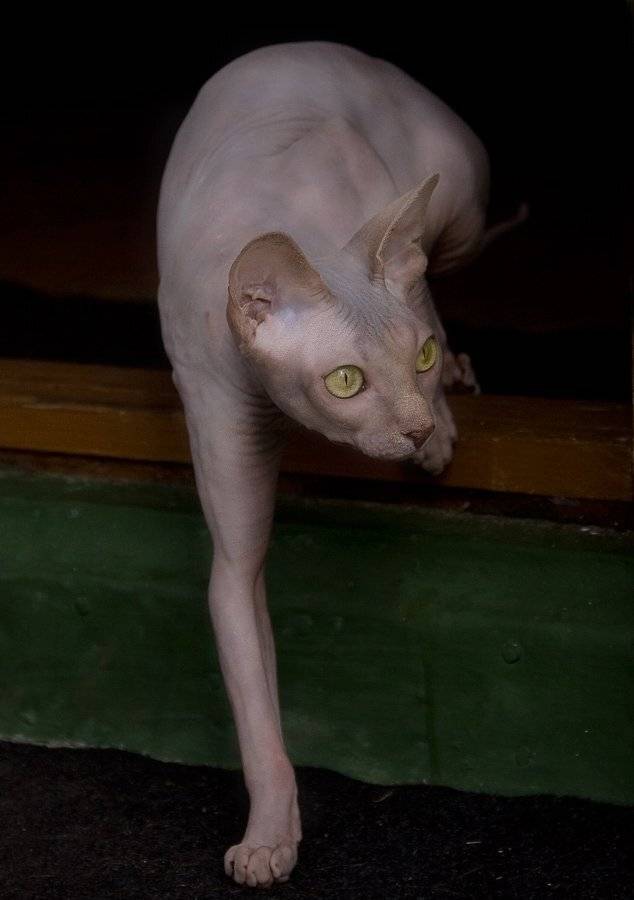 кошка, сфинкс, El. G.