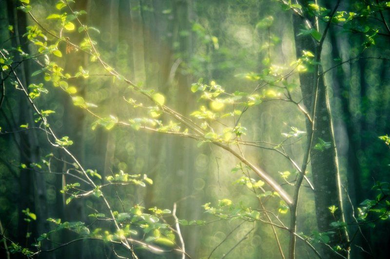 Весна идет... фото превью