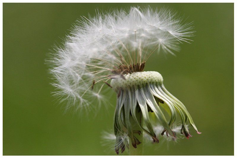 ^ фото превью