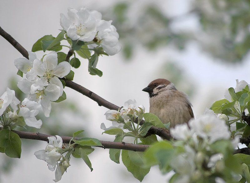 Яблоня фото превью