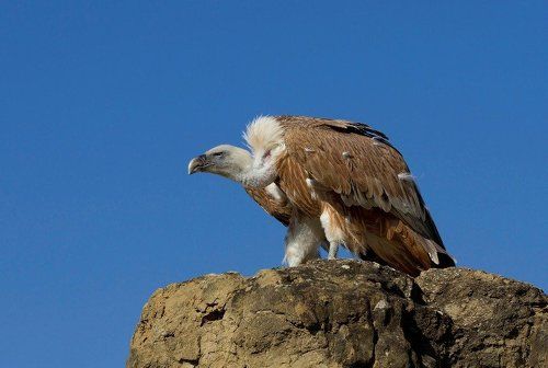 Повелитель гор.