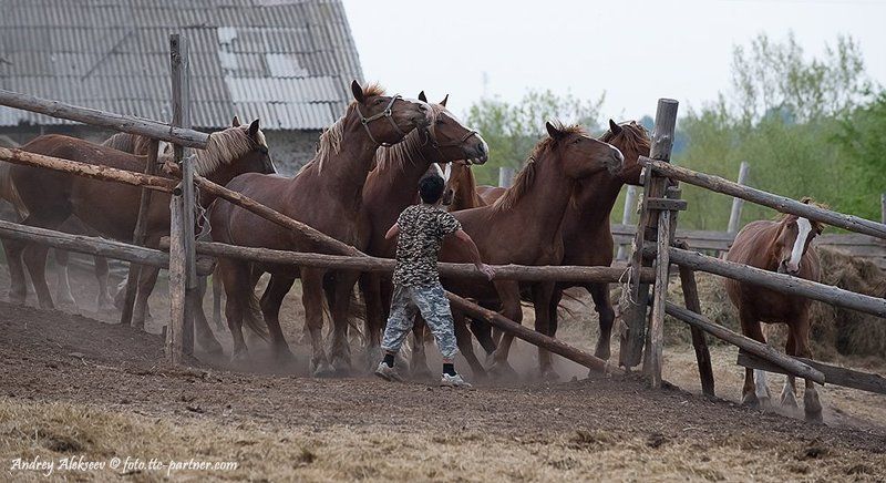 конюшня, кони, конюх, бег Путь к свободе фото превью