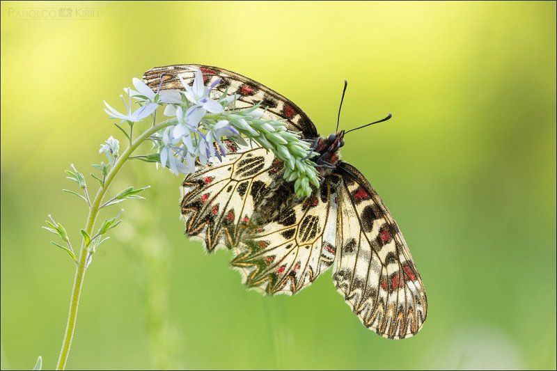 Поликсенушка фото превью