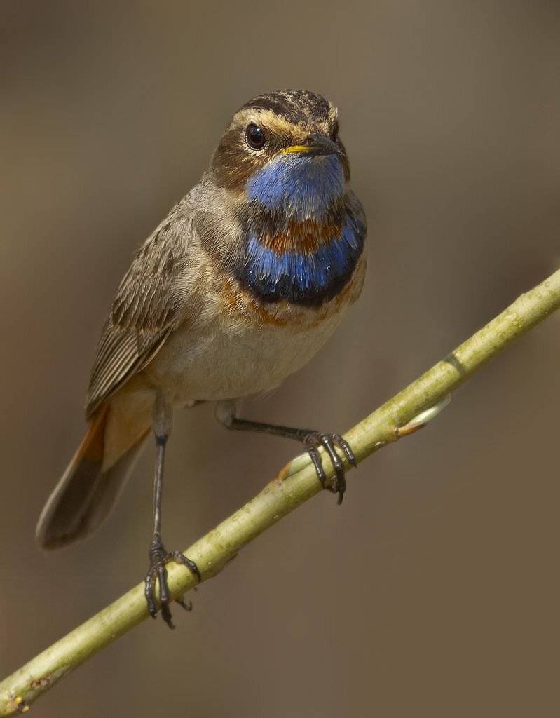 варакушка, Ляпустин Юра
