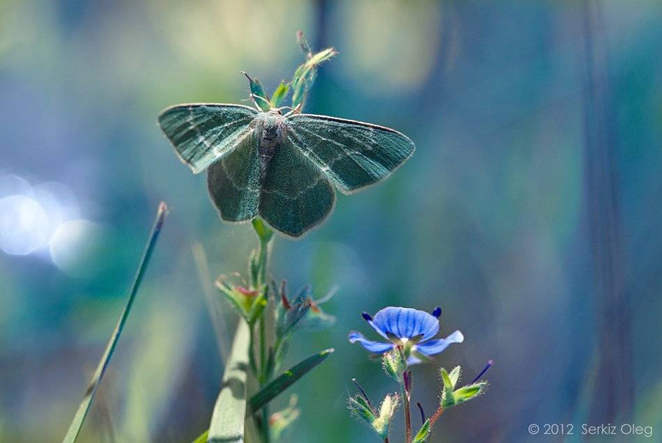ukraine, macro, flower, blue, butterfly, art, chernivtsi, reflactions, serkiz oleg, chlorissa viridata, the tale about butterfly and flower, Oleg Serkiz