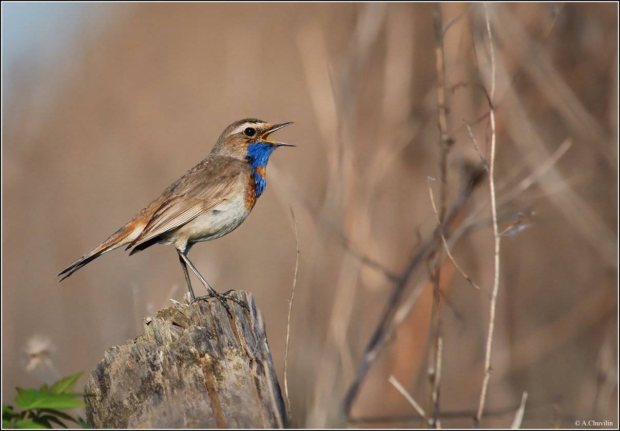 самец,варакушка,краснозвёздный,птица,певун, Александр Чувилин