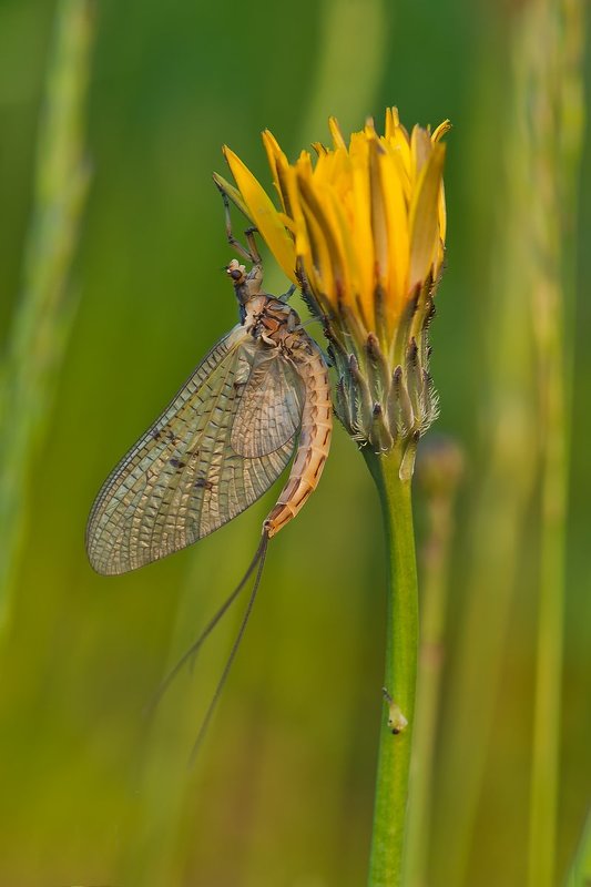 . фото превью