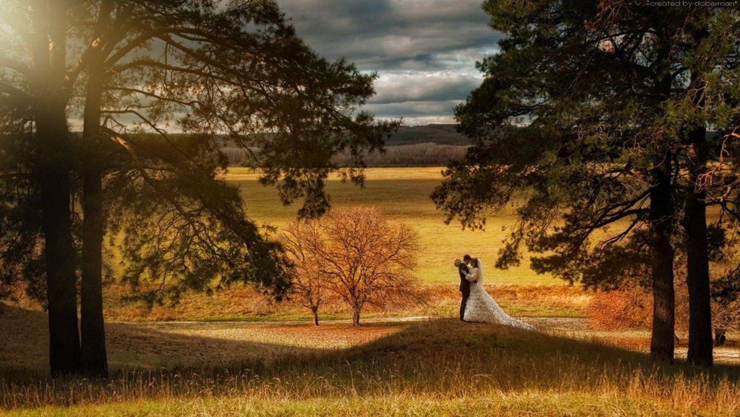 wedding, bride, forest, свадьба, лес, молодожены, сосны, Денис Богомолов