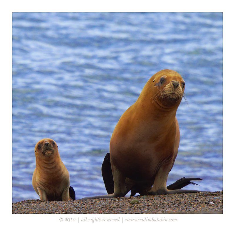 С мамой весело шагать... фото превью