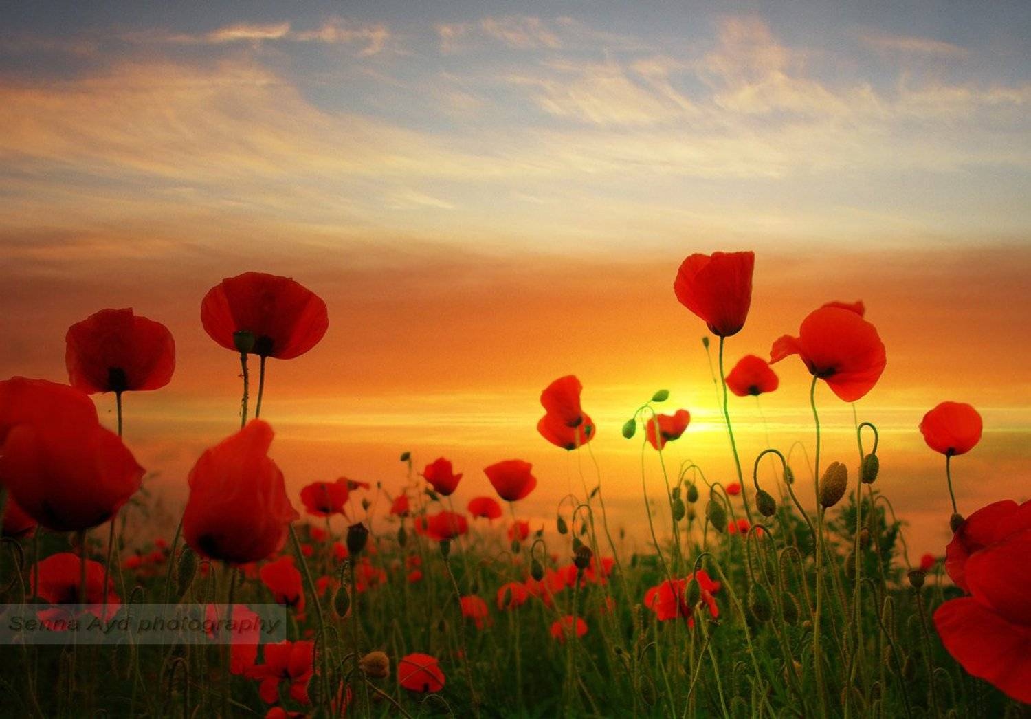 , Senna Ayd-Photographer