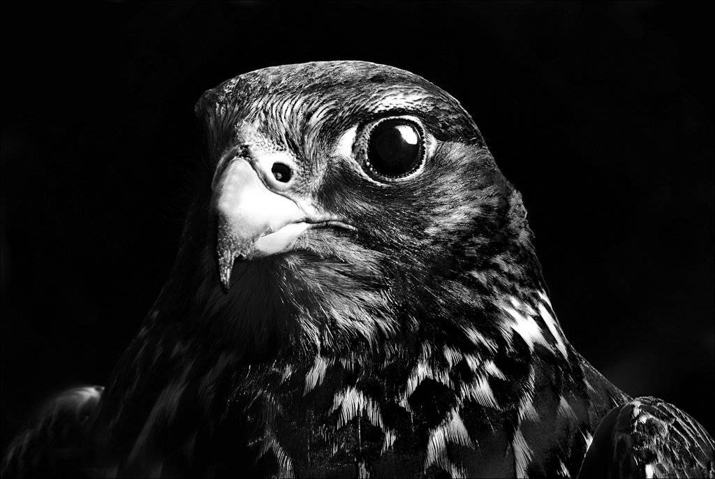 птица,чб,природа, Denis Voronin