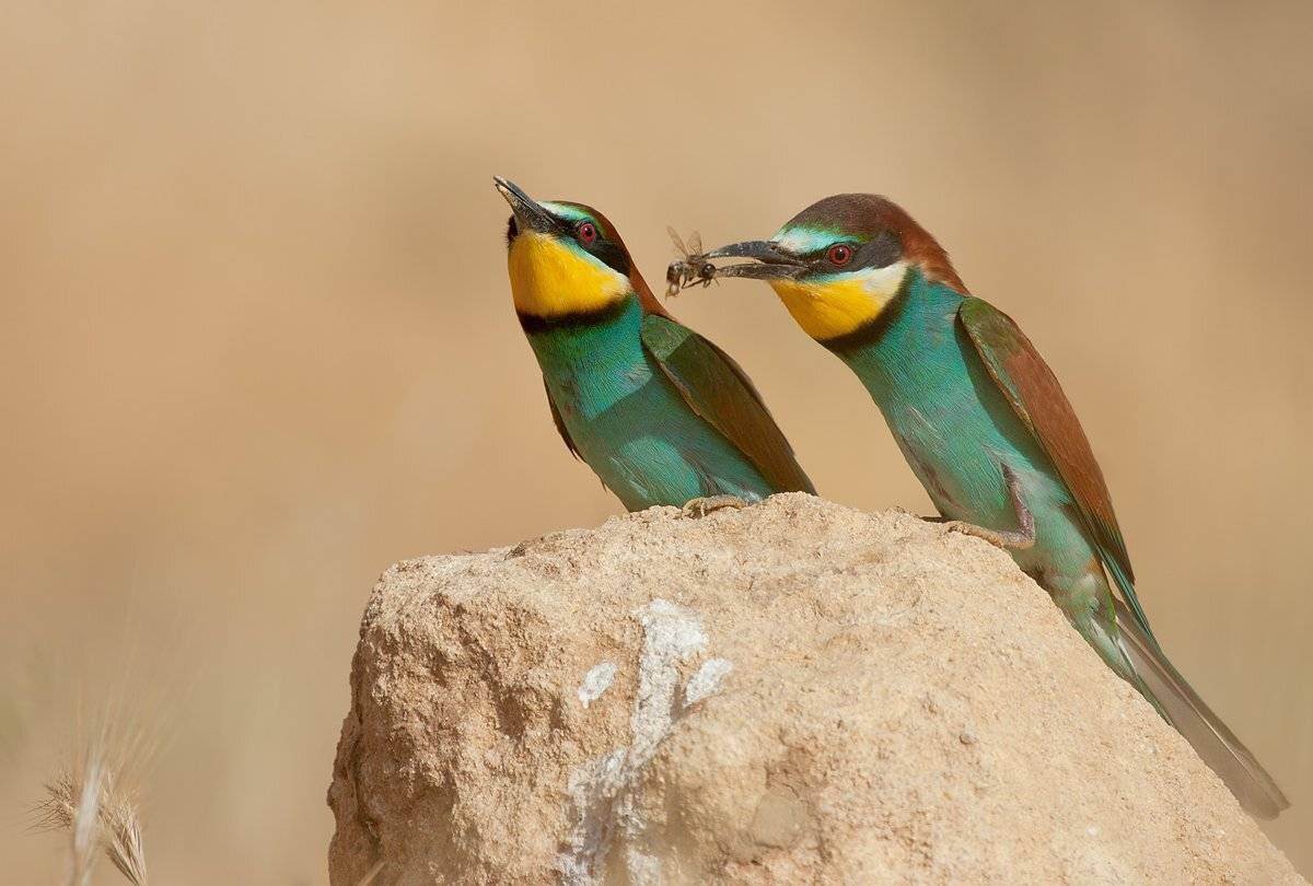 золотистая, щурка, Alena