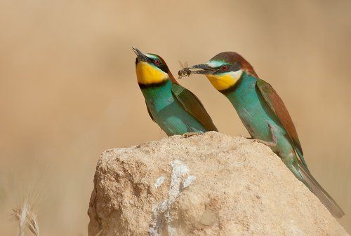 гостинец для любимой