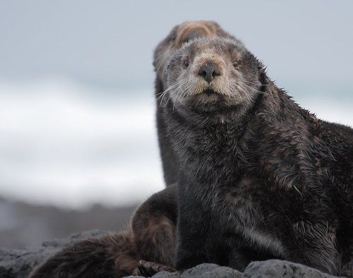 Стража каланьей залежки