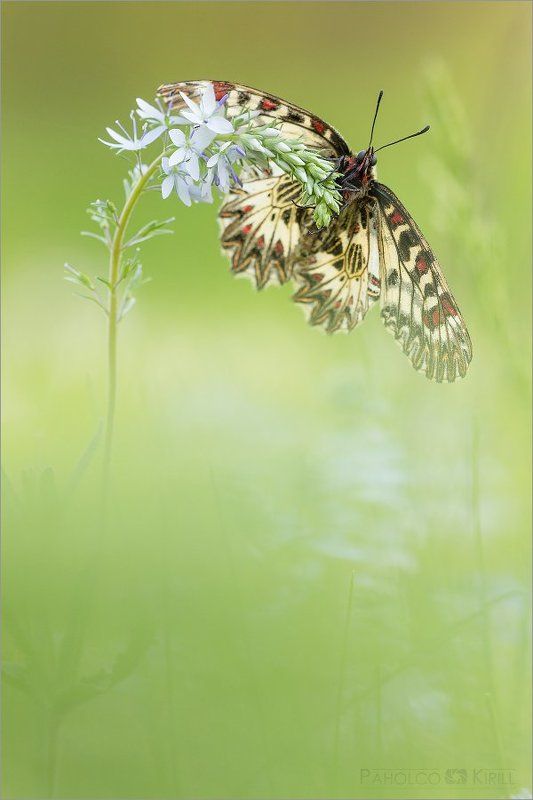 О поликсене фото превью