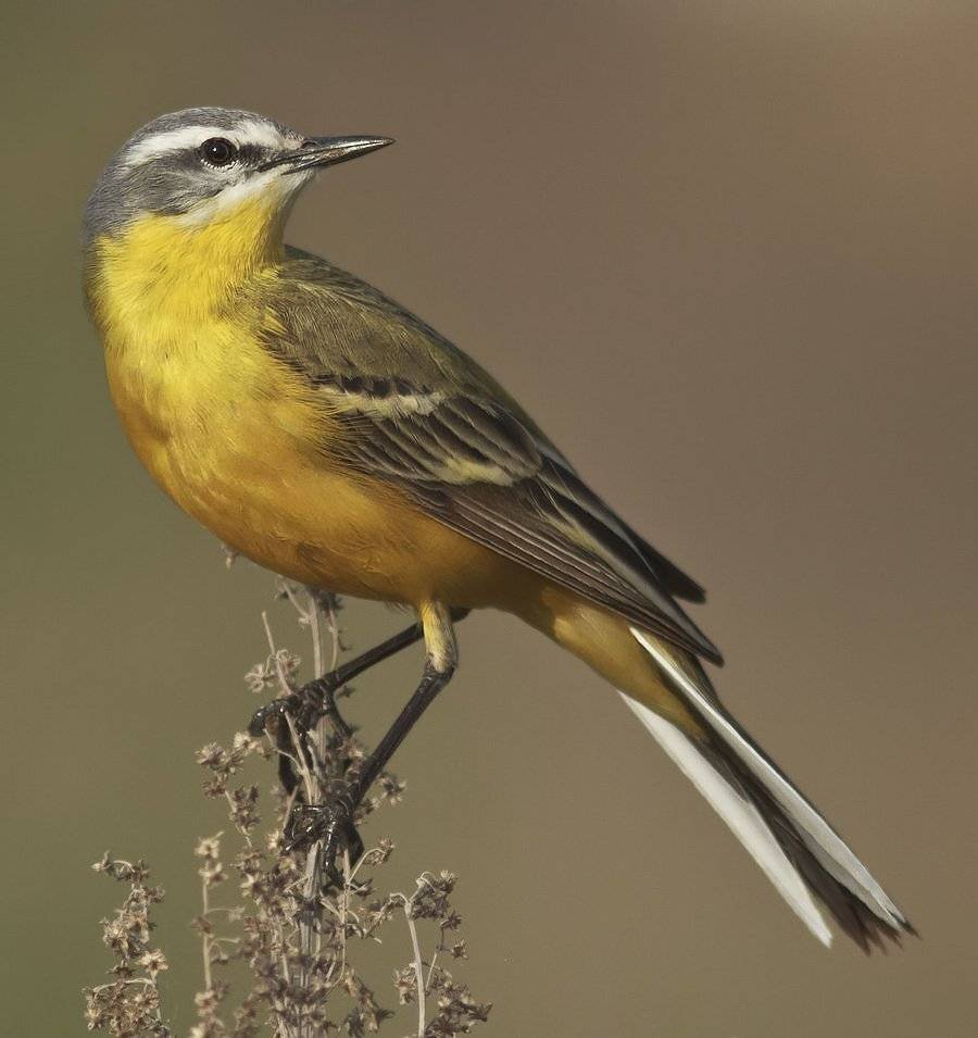 трясогузка, Ляпустин Юра